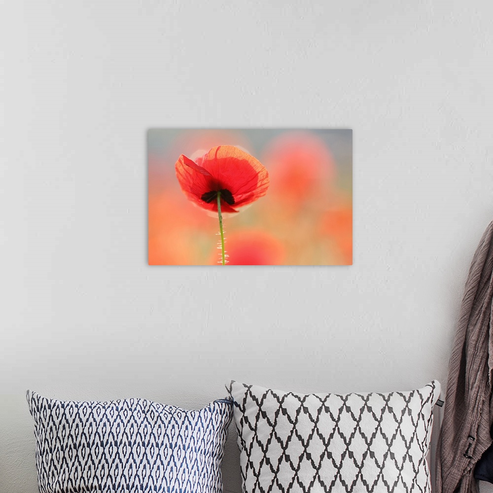 A bohemian room featuring A photograph of single red poppy flower.