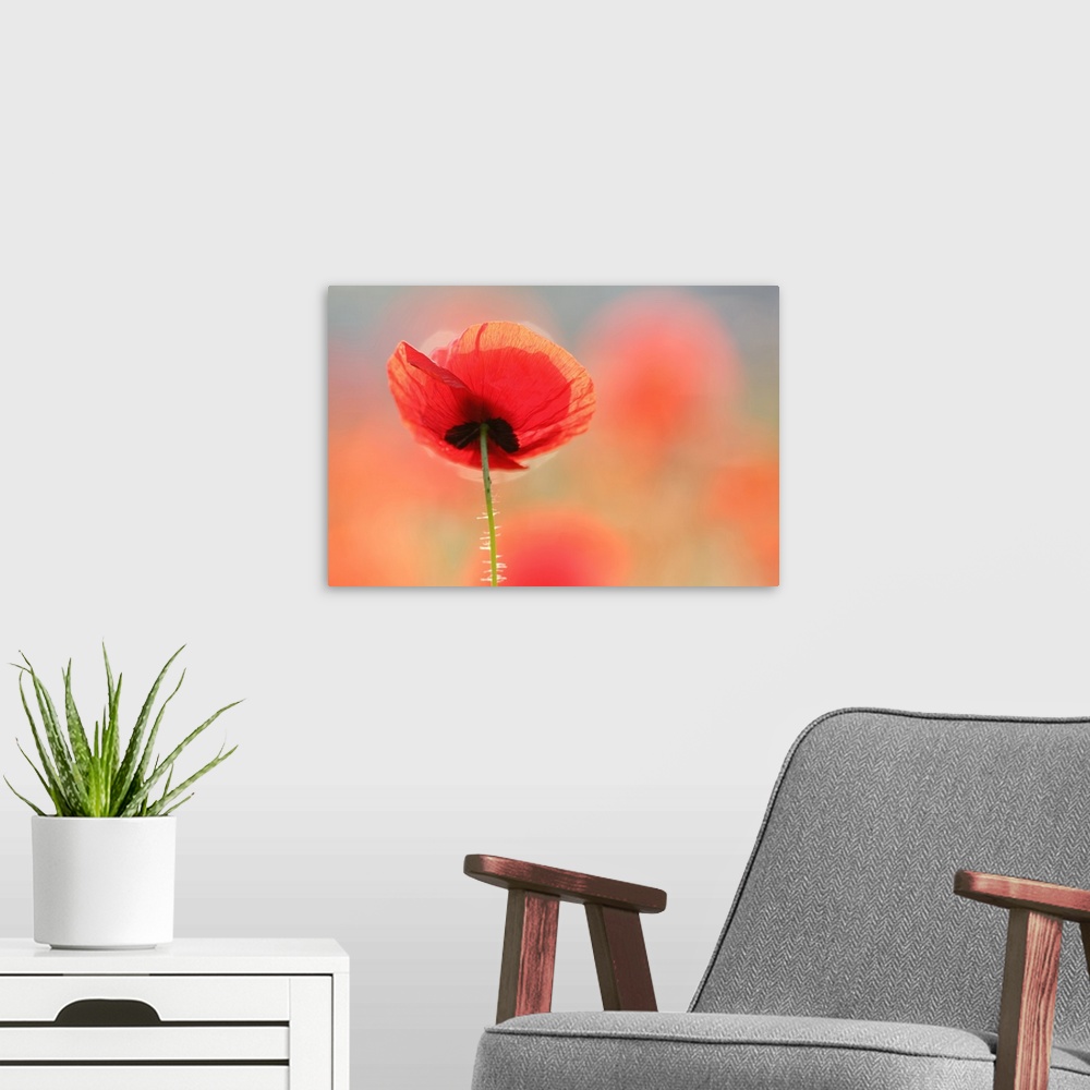 A modern room featuring A photograph of single red poppy flower.