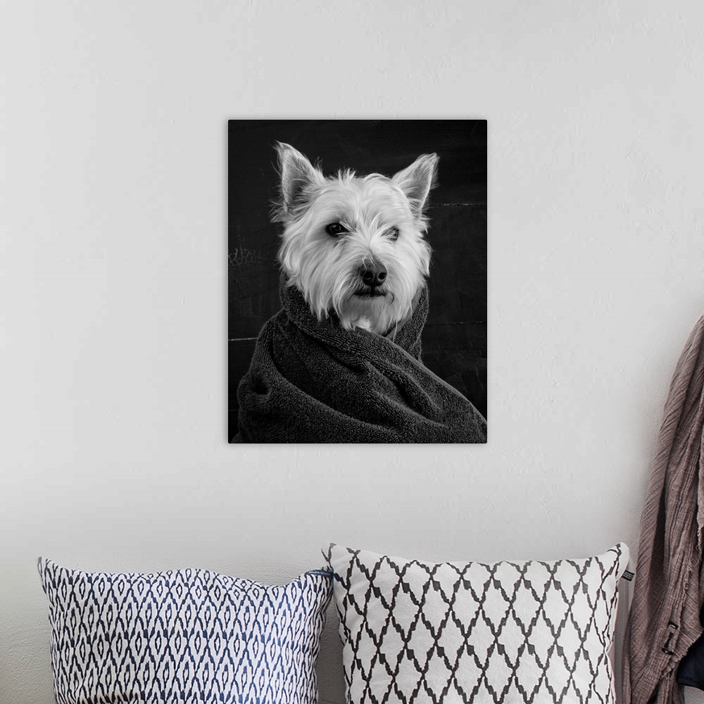A bohemian room featuring Black and white portrait of a westie dog wrapped in a towel.