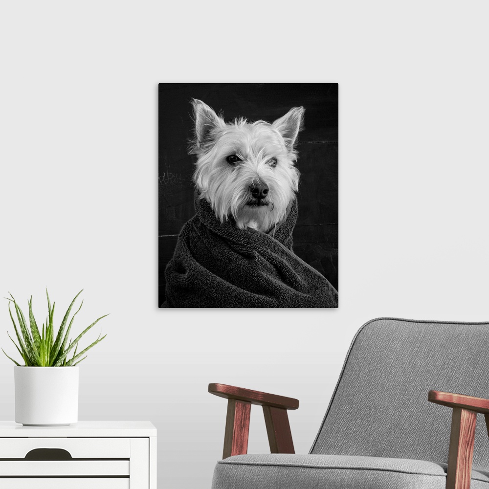 A modern room featuring Black and white portrait of a westie dog wrapped in a towel.