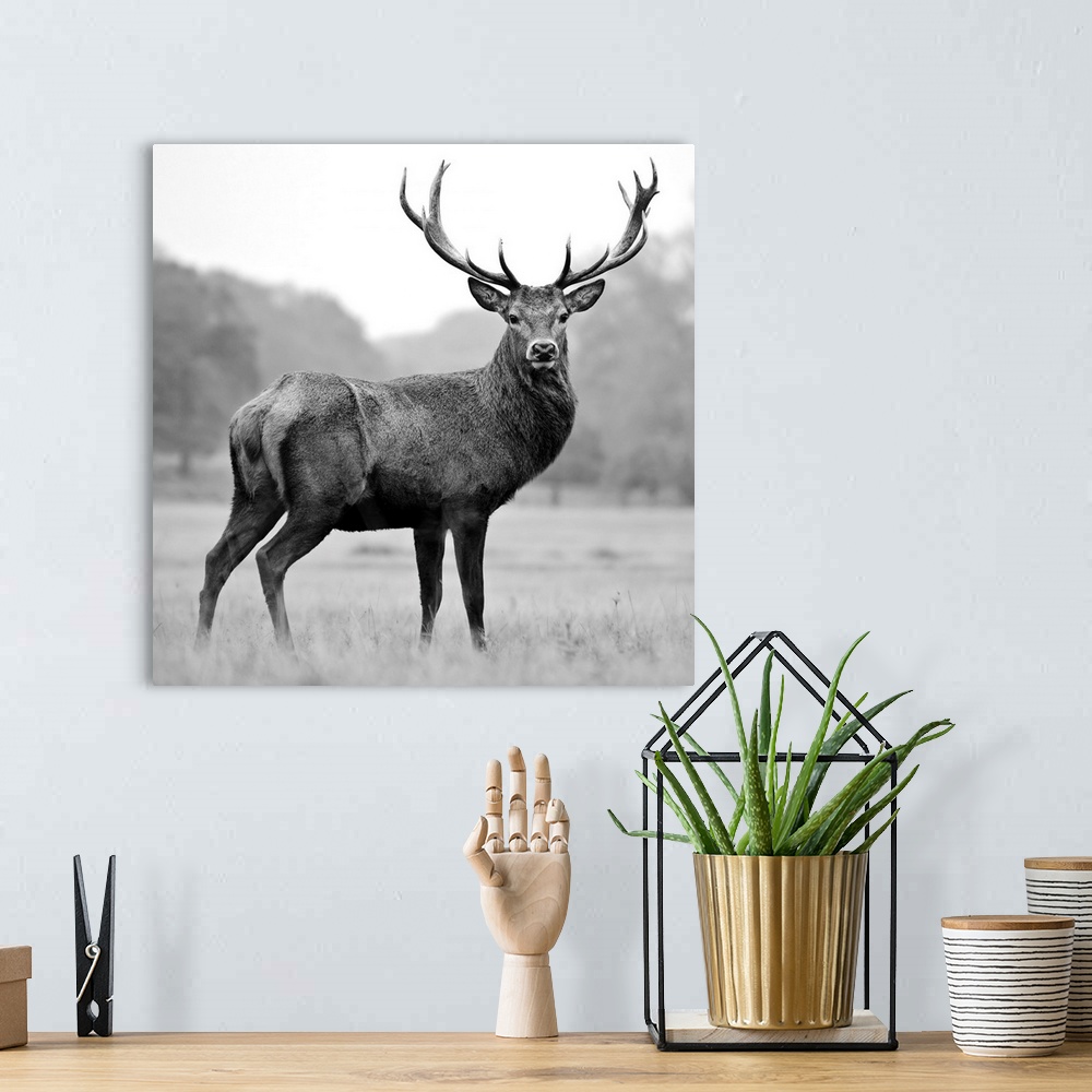 A bohemian room featuring Black and white photograph of a deer in a field.