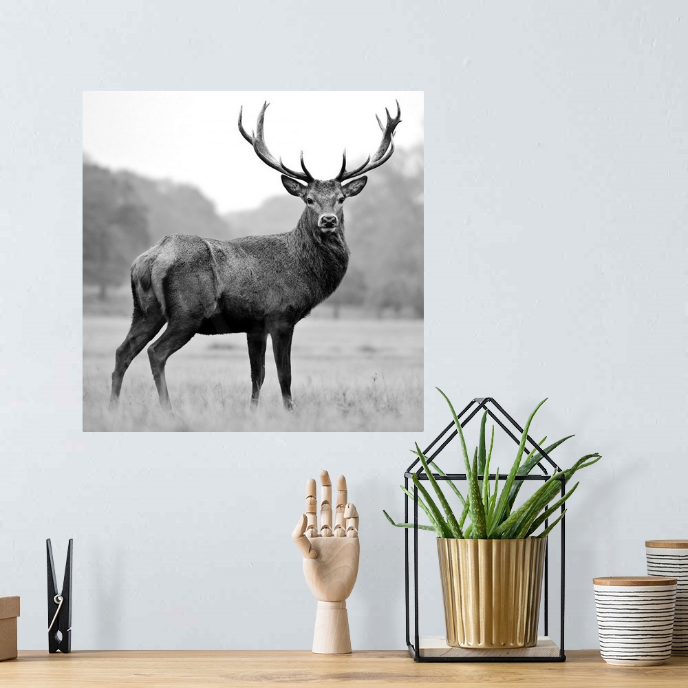 A bohemian room featuring Black and white photograph of a deer in a field.