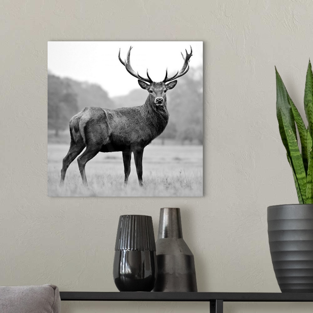 A modern room featuring Black and white photograph of a deer in a field.