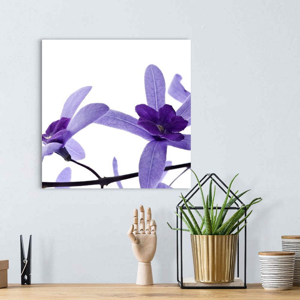 A bohemian room featuring Square photograph of two purple blossoms on a branch.