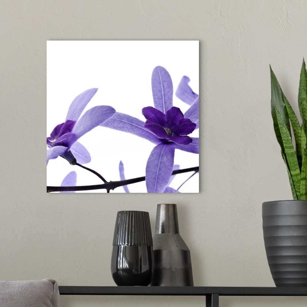 A modern room featuring Square photograph of two purple blossoms on a branch.