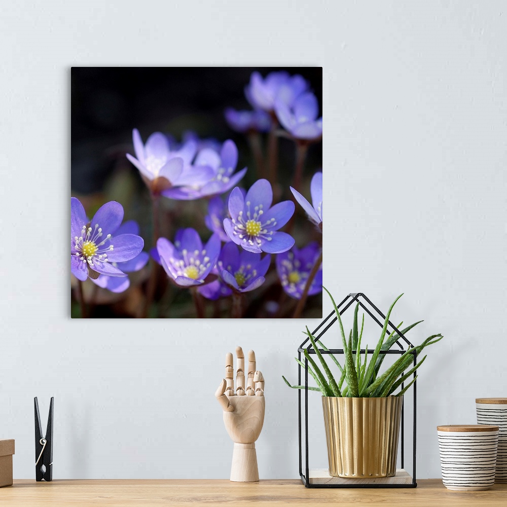A bohemian room featuring A square photograph of a group of purple flowers, with the front blooms in focus.