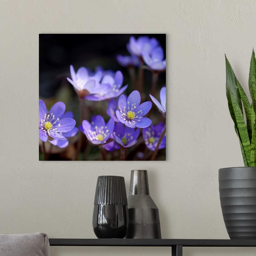 A modern room featuring A square photograph of a group of purple flowers, with the front blooms in focus.