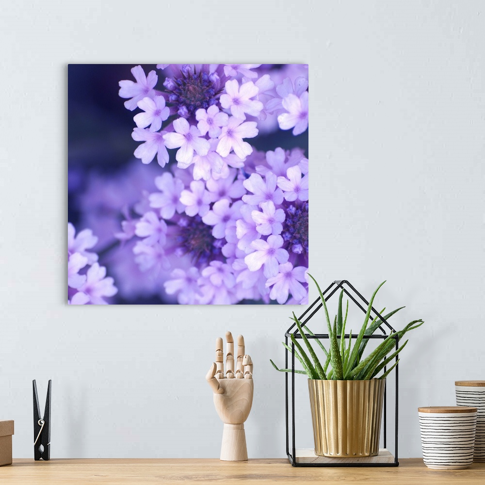 A bohemian room featuring A close up photograph of lilac blossoms.