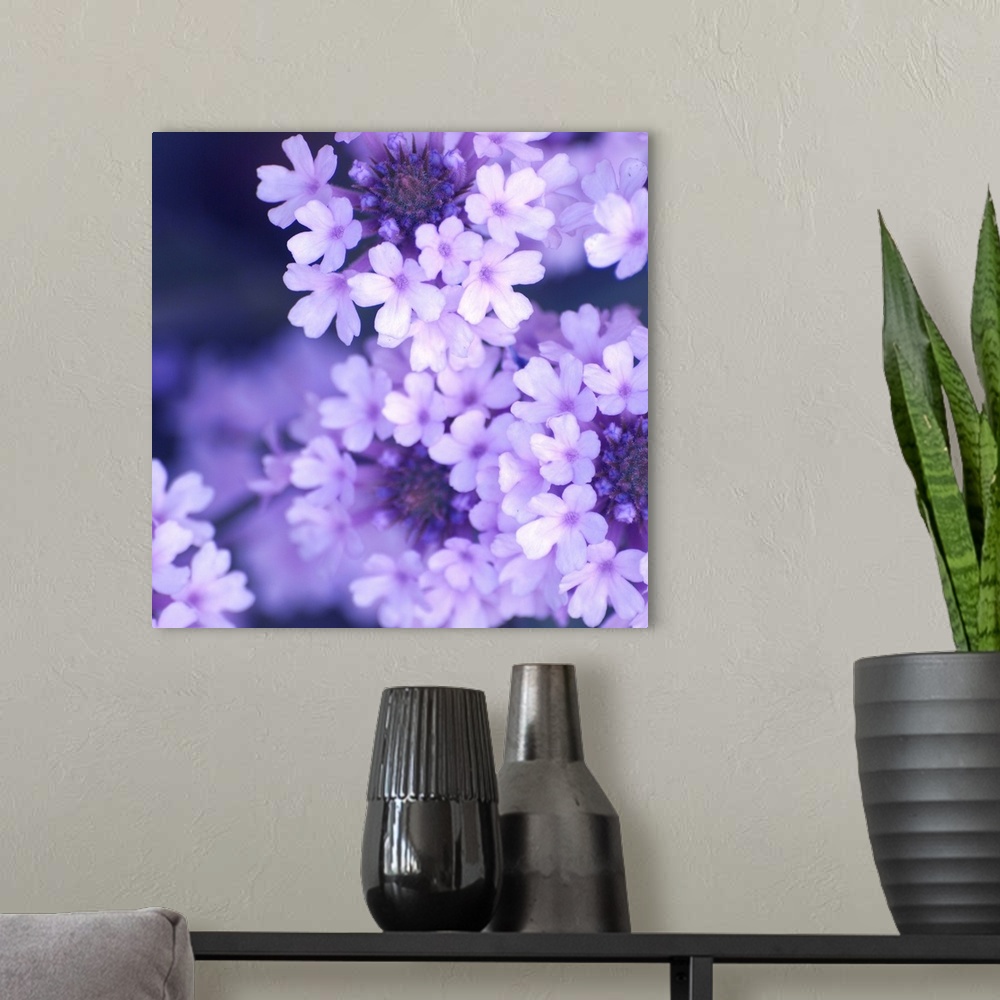A modern room featuring A close up photograph of lilac blossoms.