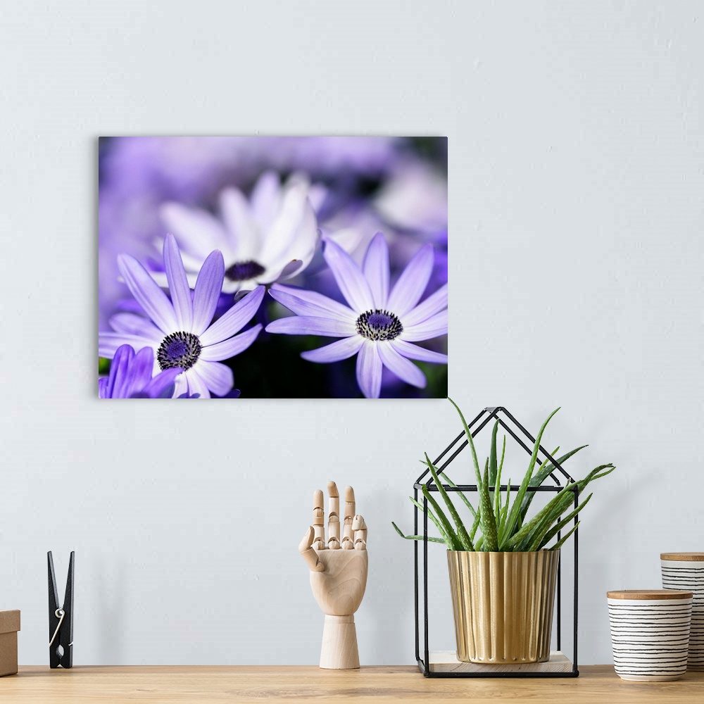 A bohemian room featuring Horizontal photograph of a field of purple flowers in which the flowers in the foreground are the...