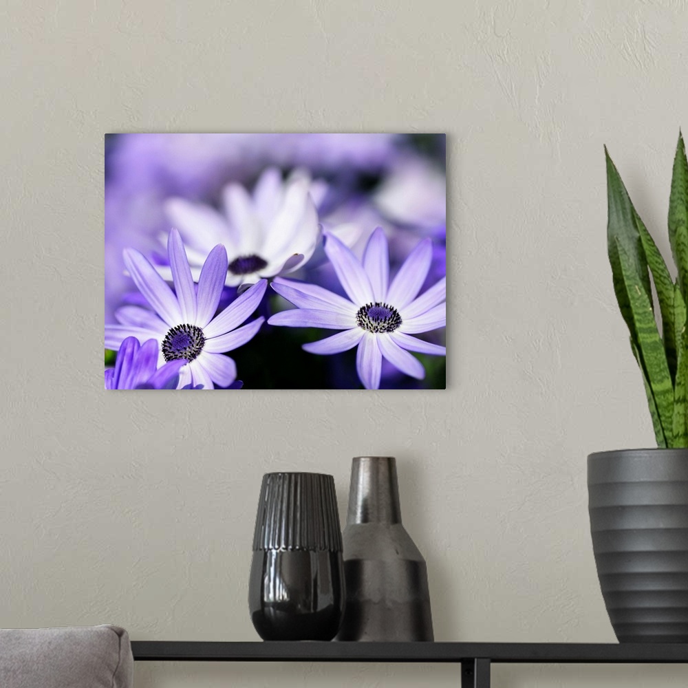 A modern room featuring Horizontal photograph of a field of purple flowers in which the flowers in the foreground are the...