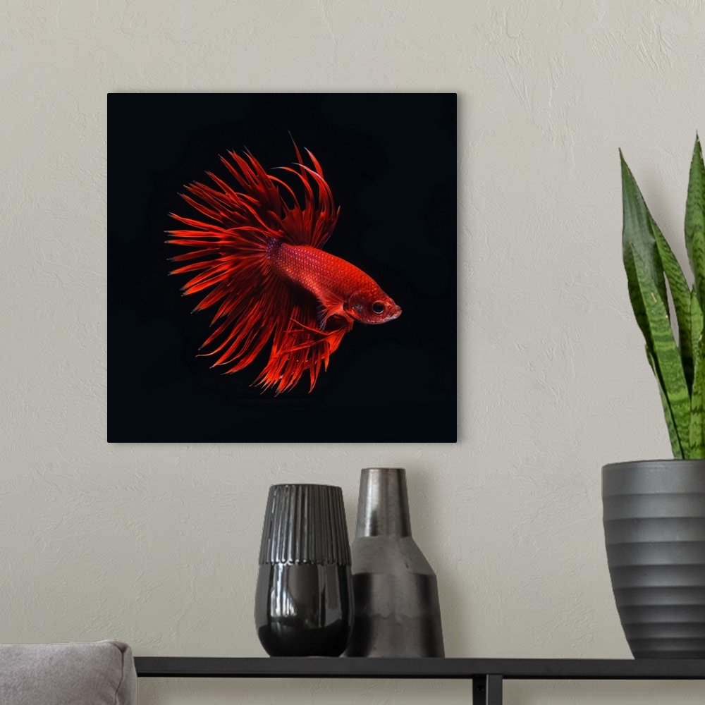 A modern room featuring Square image of a red betta fish on a black background.