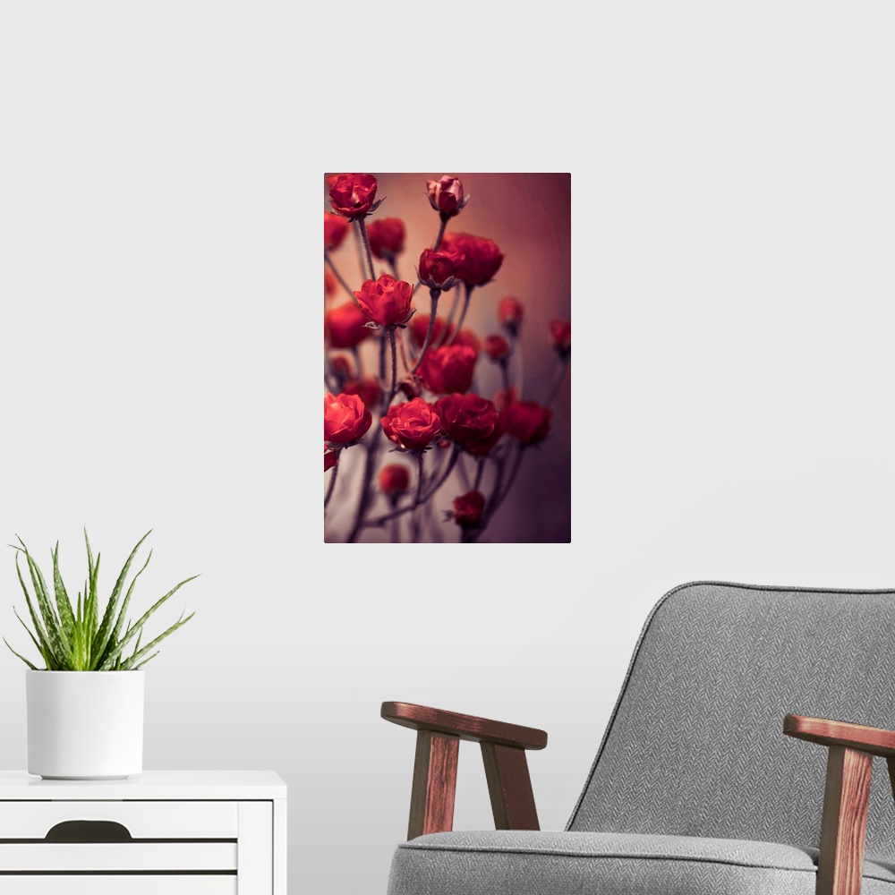 A modern room featuring Red Flowers