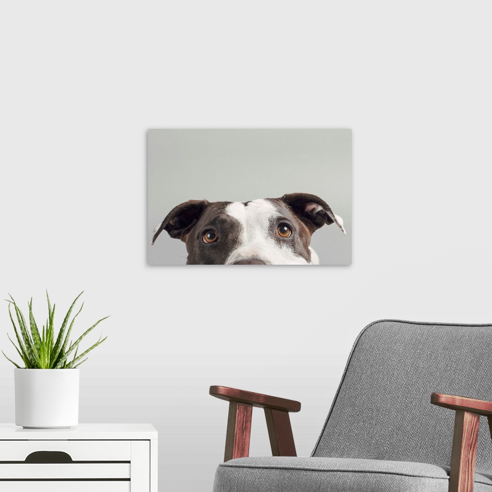 A modern room featuring Portrait of a pit bull with large brown eyes.