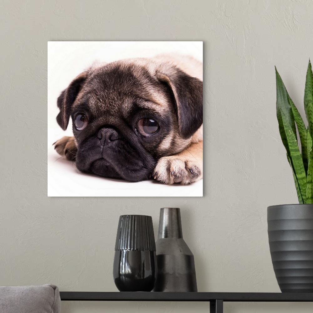 A modern room featuring Sad Sack Pug Puppy.