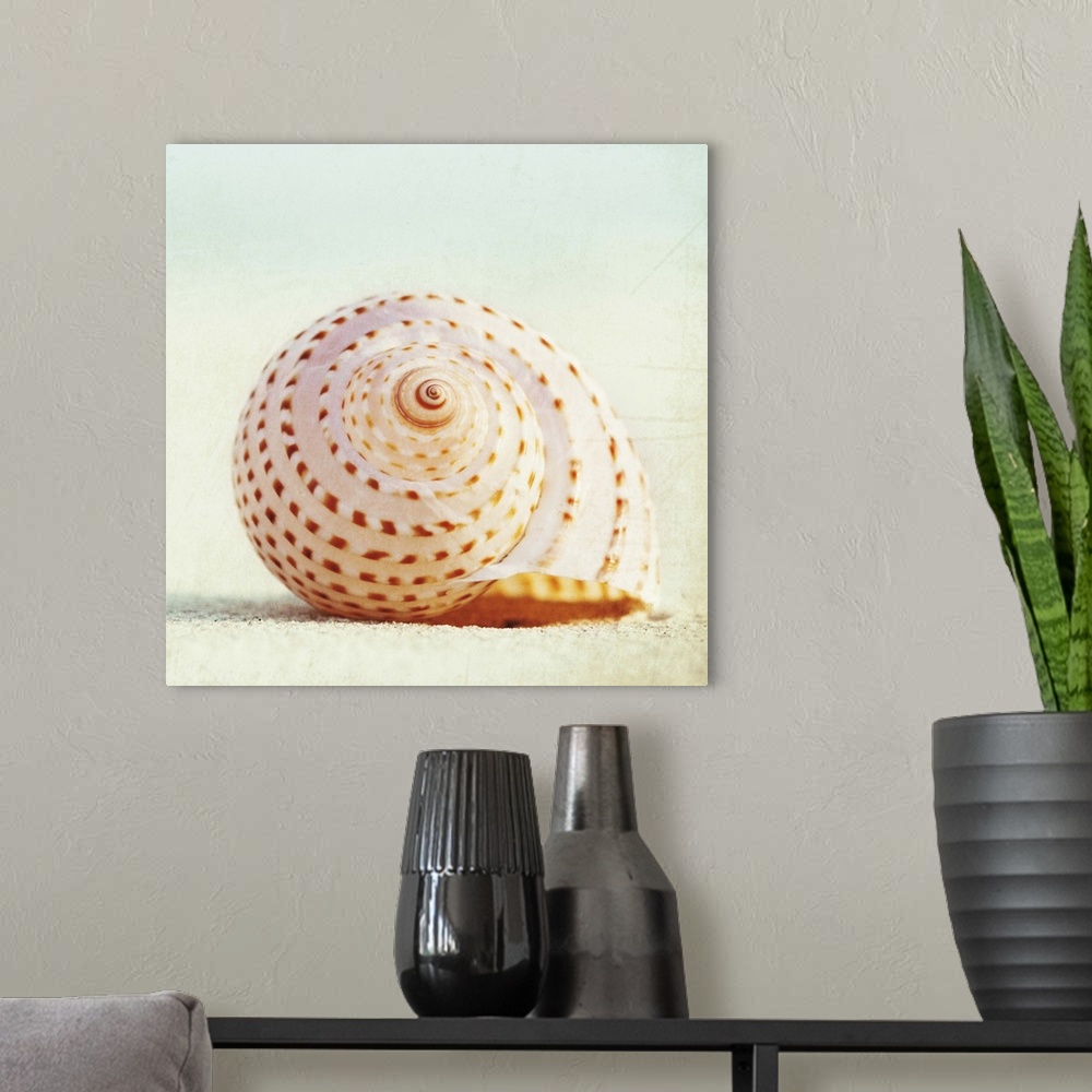 A modern room featuring Seashell Voices