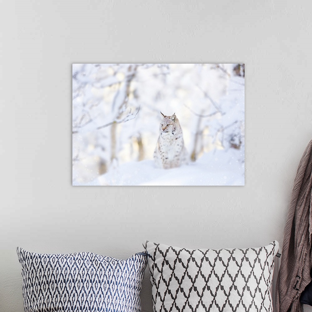 A bohemian room featuring Snow lynx