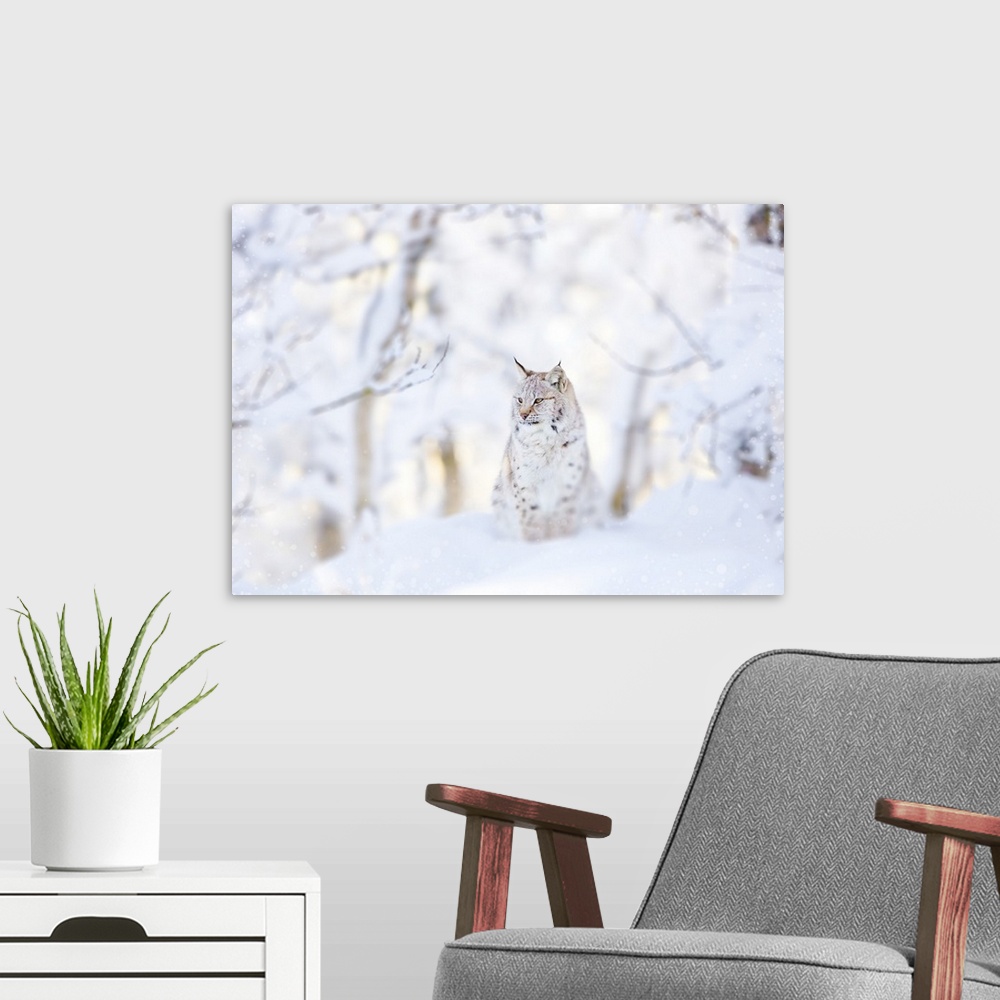 A modern room featuring Snow lynx