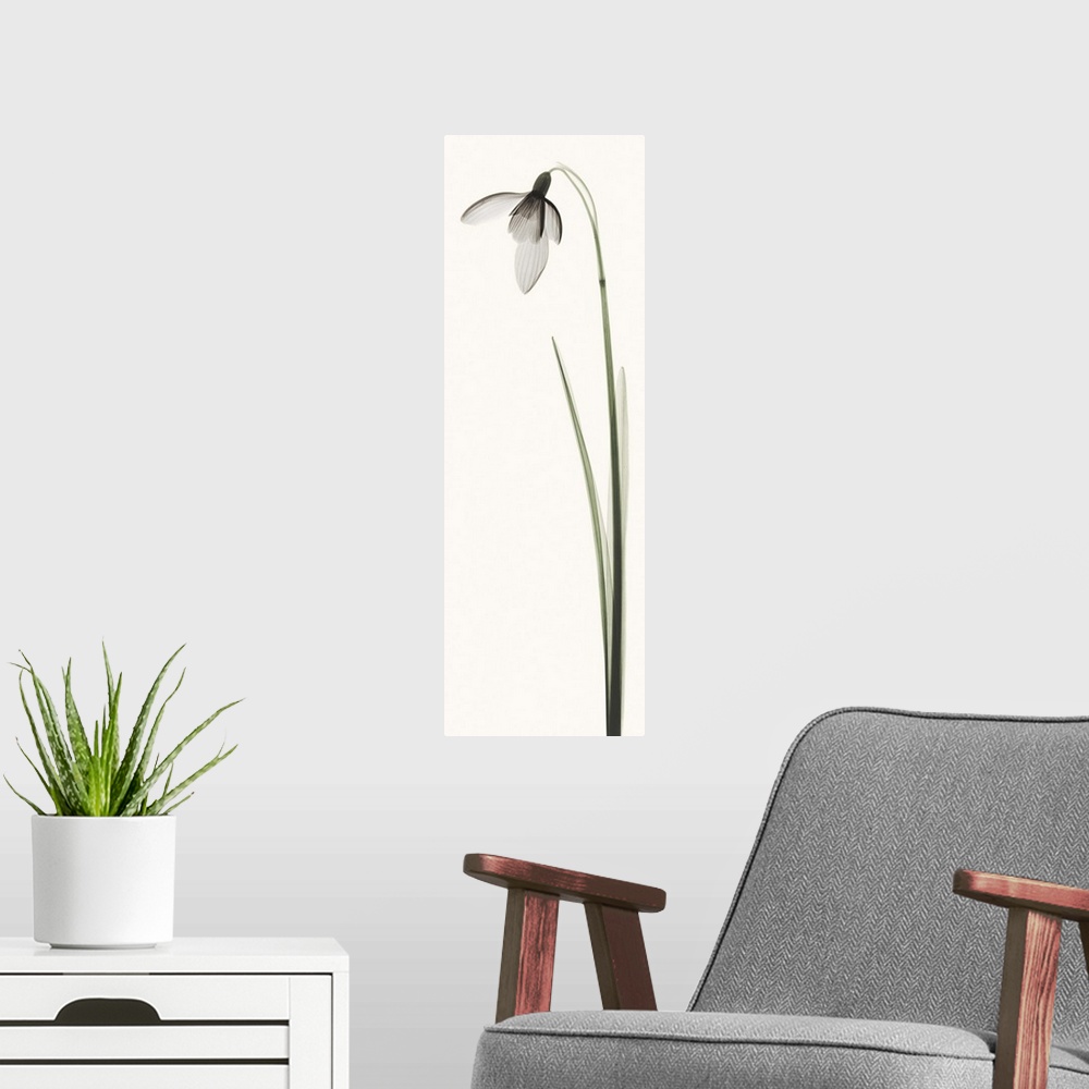 A modern room featuring X-Ray photograph of a snowdrop flower against a white background.