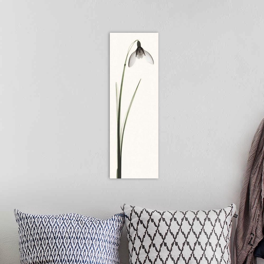 A bohemian room featuring X-Ray photograph of a snowdrop flower against a white background.