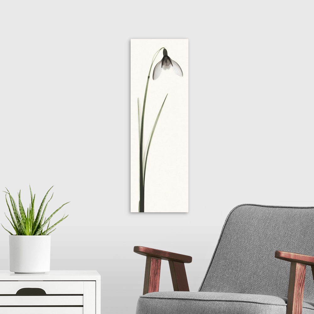 A modern room featuring X-Ray photograph of a snowdrop flower against a white background.