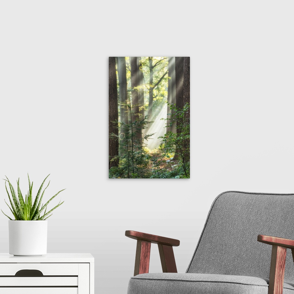 A modern room featuring A vertical scene of the sun peeping through the trees and lighting a spiderweb in a forest.