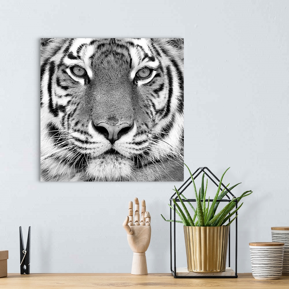A bohemian room featuring Black and white close-up portrait of the big tiger.