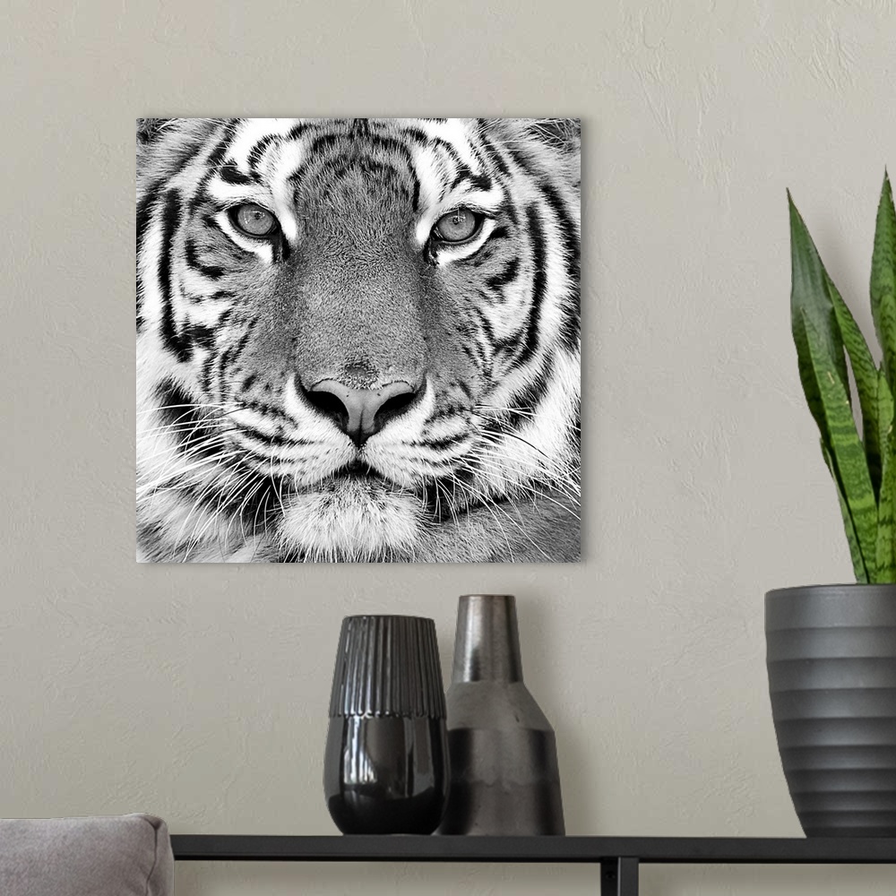 A modern room featuring Black and white close-up portrait of the big tiger.