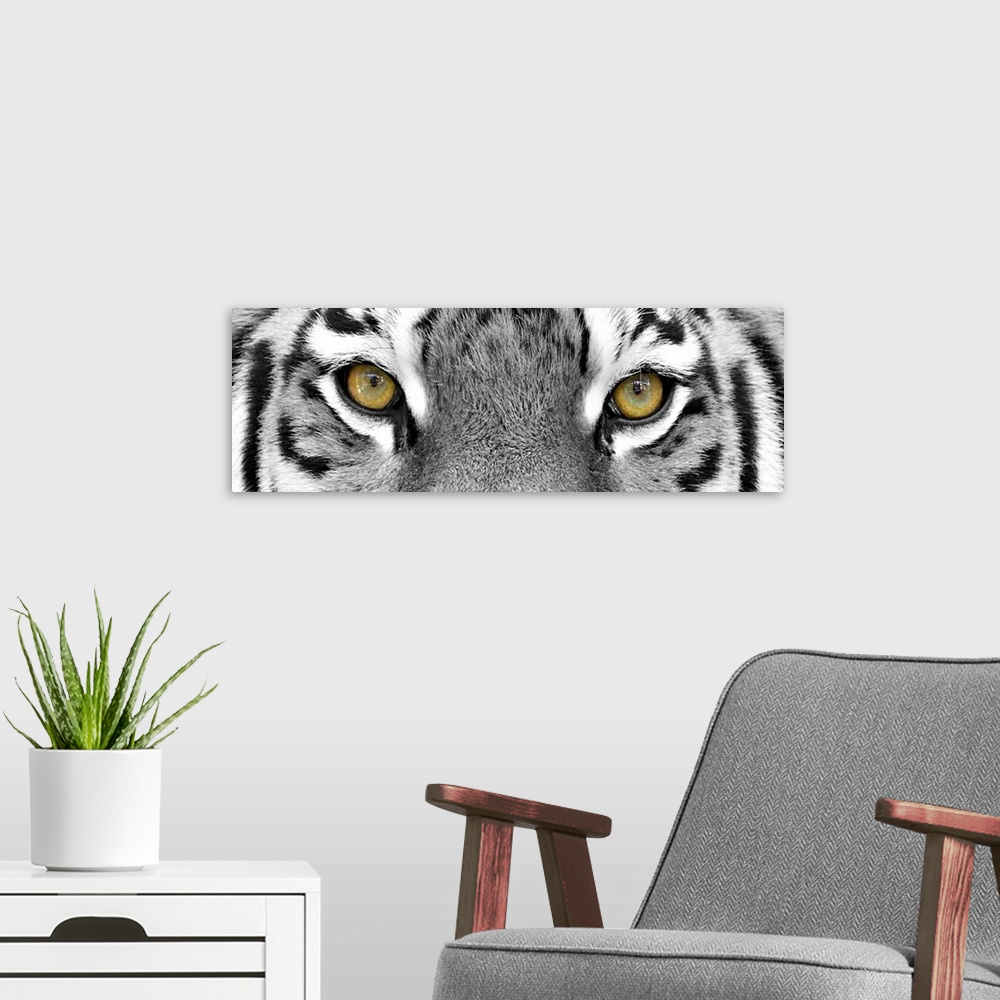 A modern room featuring Black and white close-up portrait of the big tiger on stone wall background.