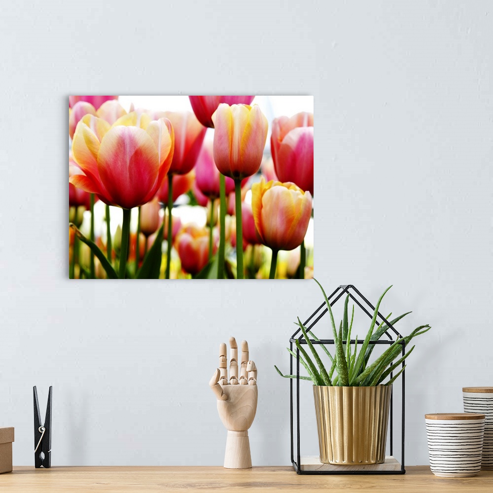 A bohemian room featuring A horizontal photograph of layered rows of colorful tulips.