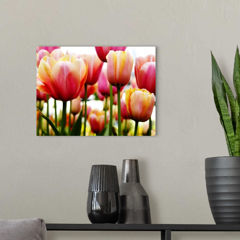 A modern room featuring A horizontal photograph of layered rows of colorful tulips.