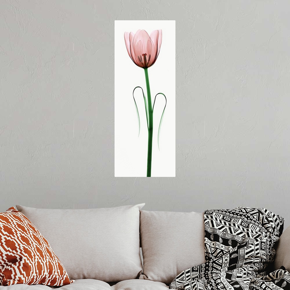 A bohemian room featuring X-Ray photograph of a tulip against a white background.