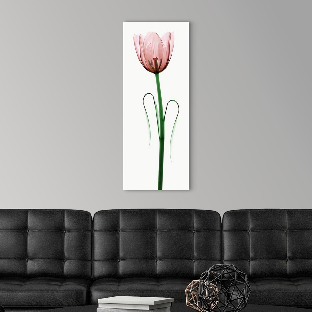 A modern room featuring X-Ray photograph of a tulip against a white background.