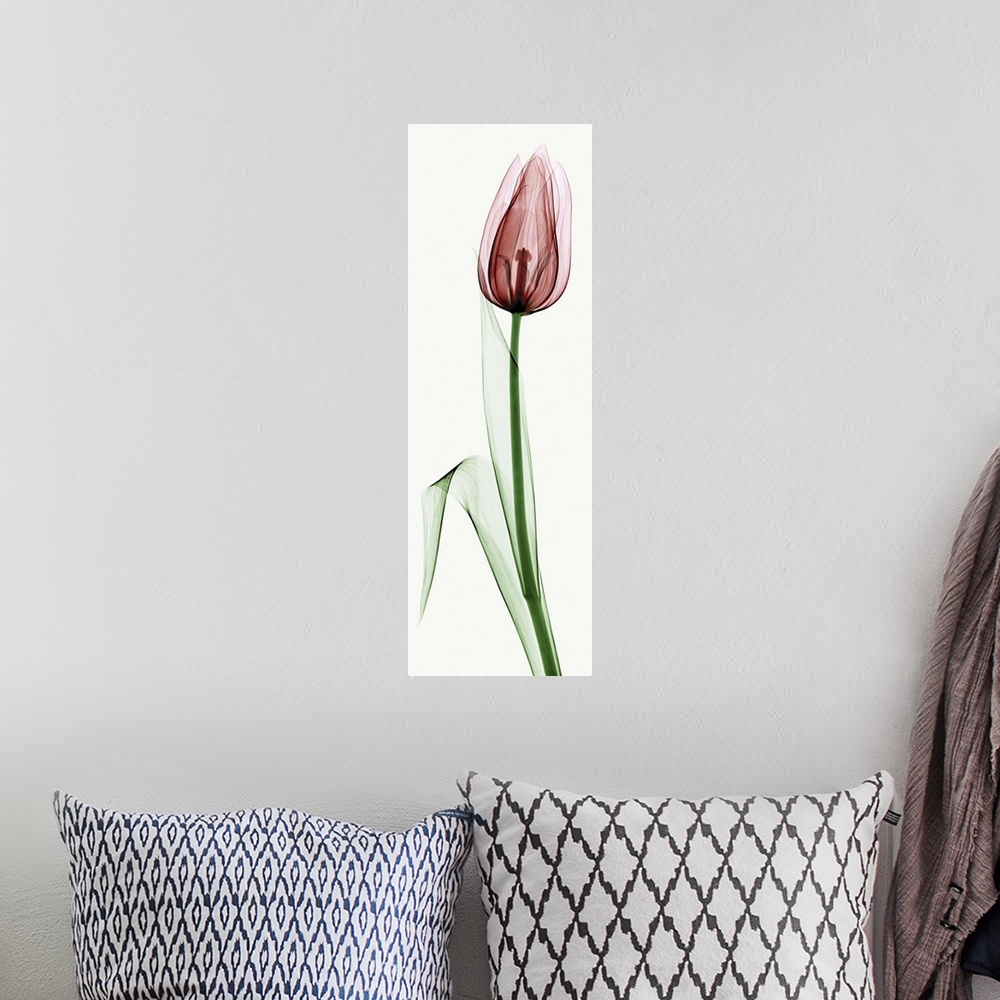 A bohemian room featuring X-Ray photograph of a tulip against a white background.