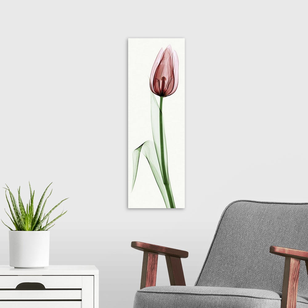 A modern room featuring X-Ray photograph of a tulip against a white background.