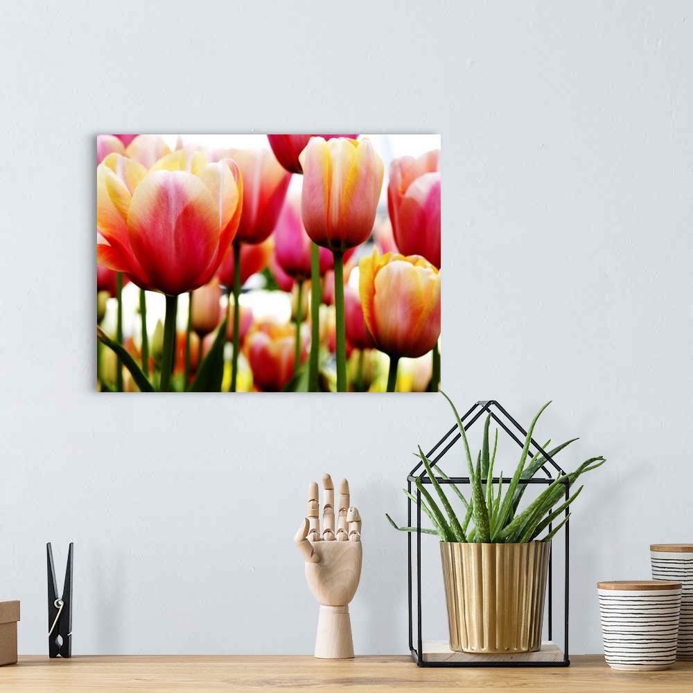 A bohemian room featuring A horizontal photograph of layered rows of colorful tulips.