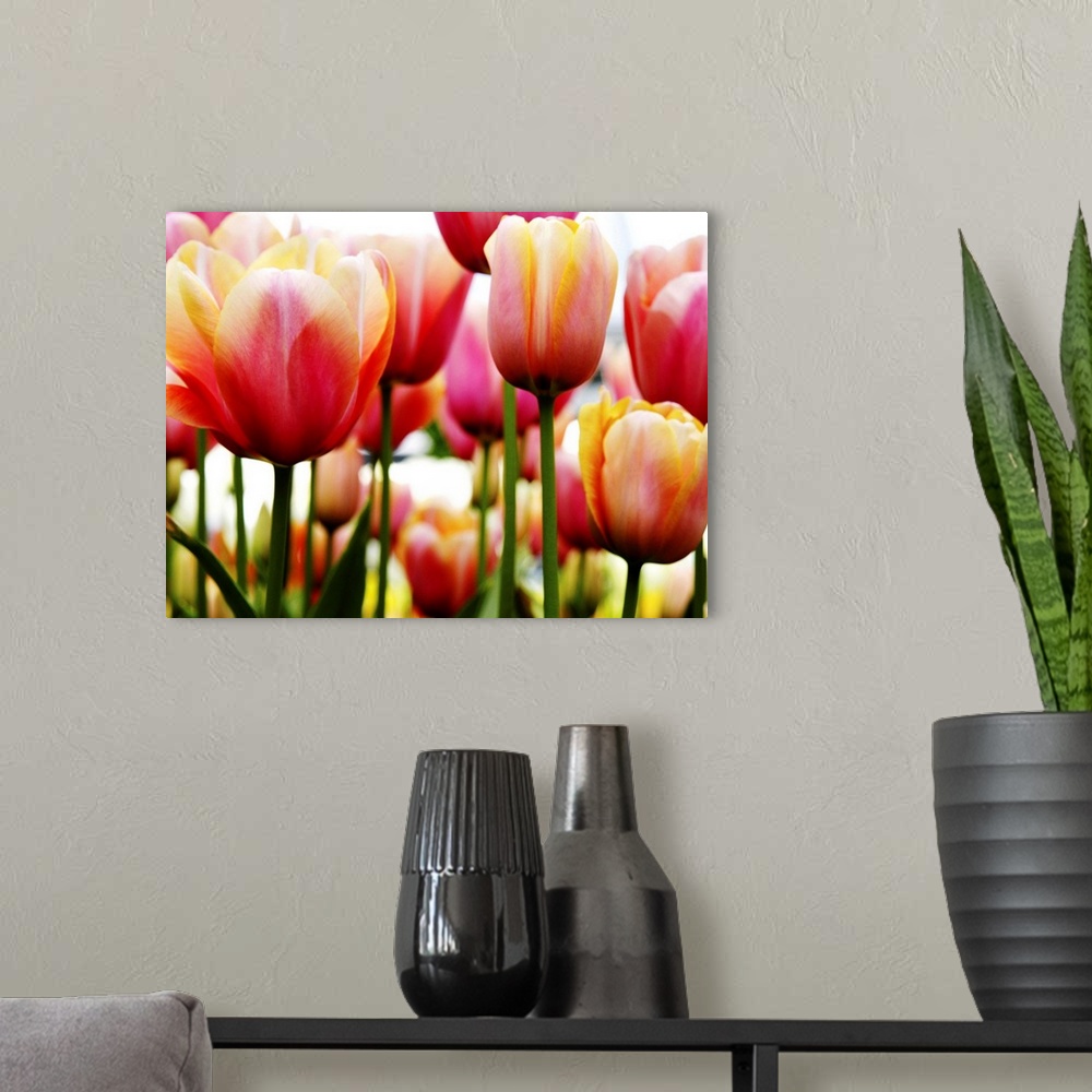 A modern room featuring A horizontal photograph of layered rows of colorful tulips.