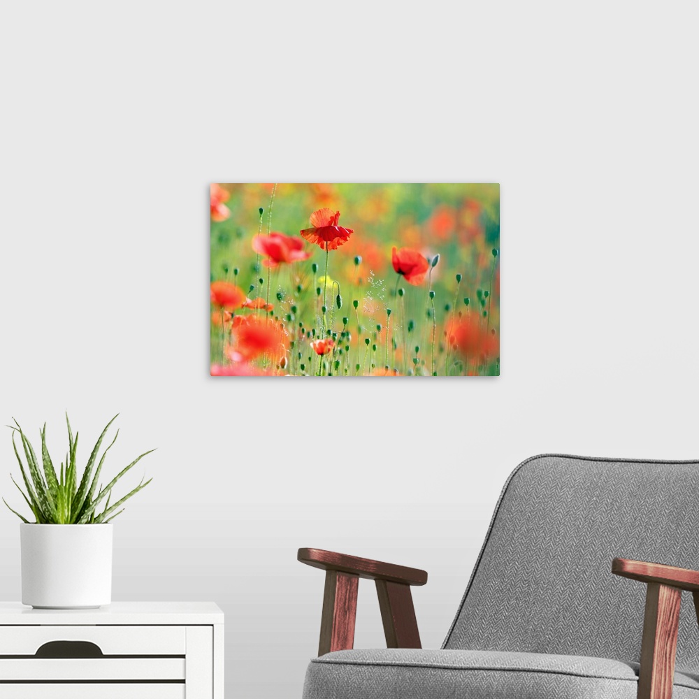 A modern room featuring A field of Common Poppies (Papaver rhoeas) in the morning.