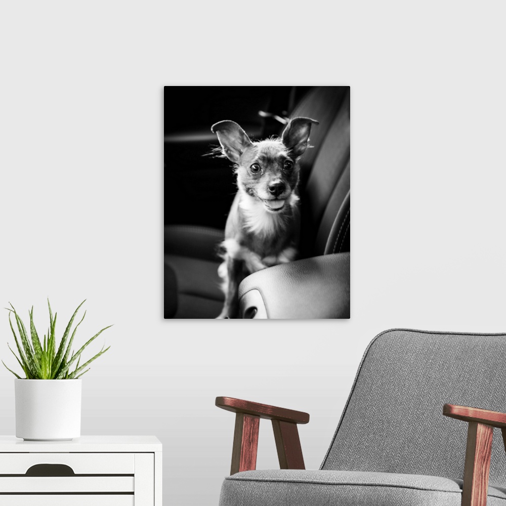 A modern room featuring A crazy expression on a little hair-less dog.