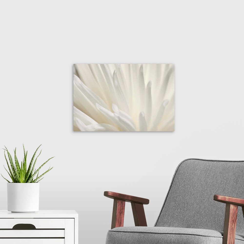 A modern room featuring Abstract macro of a delicate white flower.