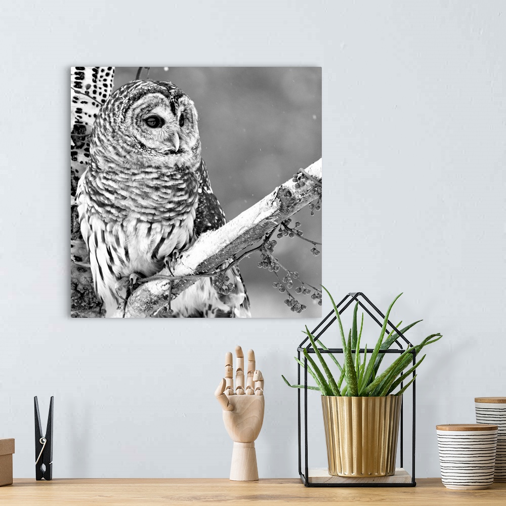 A bohemian room featuring Black and white photograph of an owl on a branch in the snow.