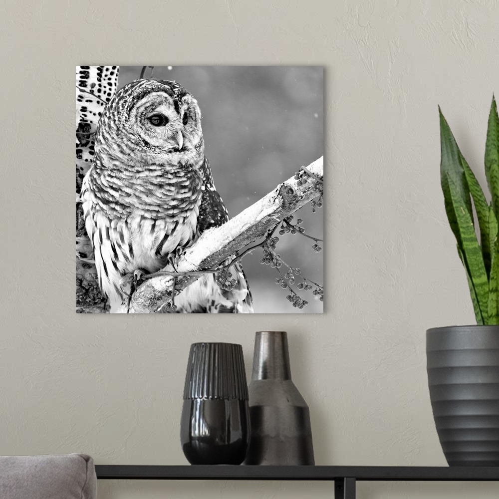 A modern room featuring Black and white photograph of an owl on a branch in the snow.