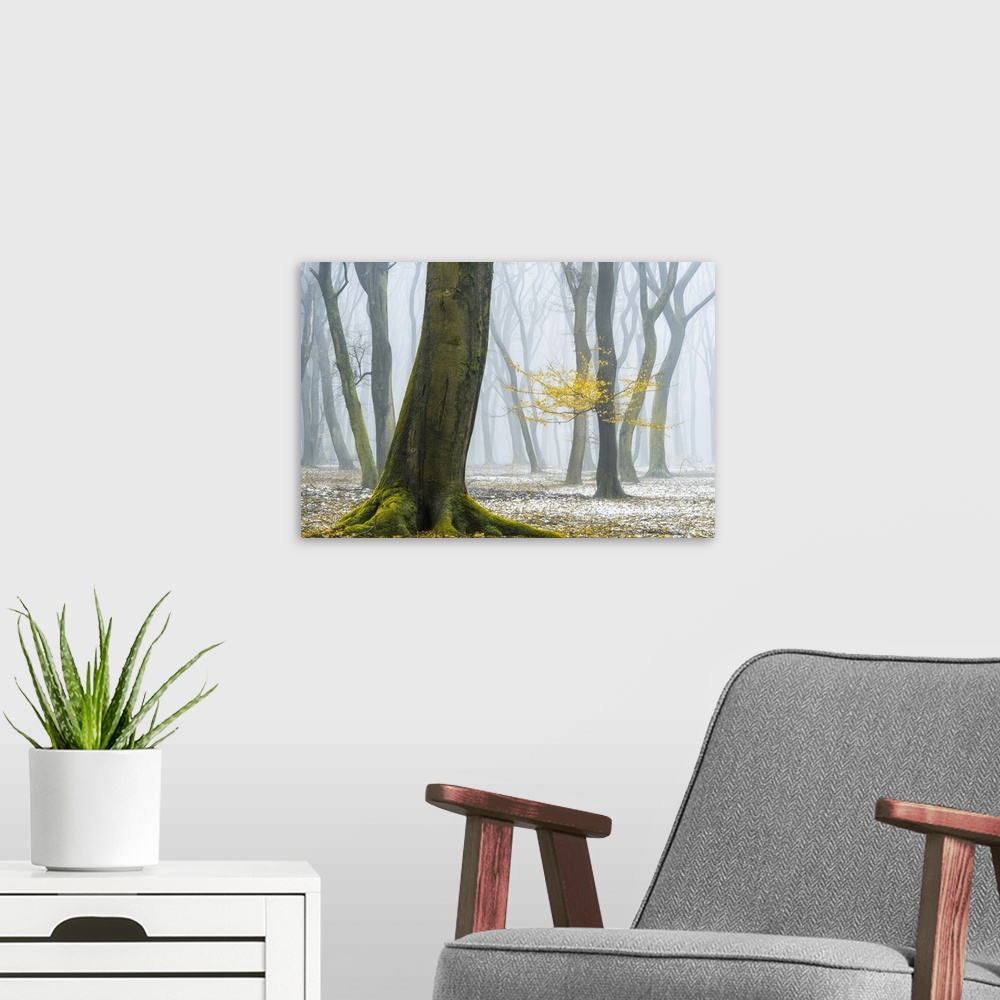 A modern room featuring A forest of crooked trees surround by a snowy mist.