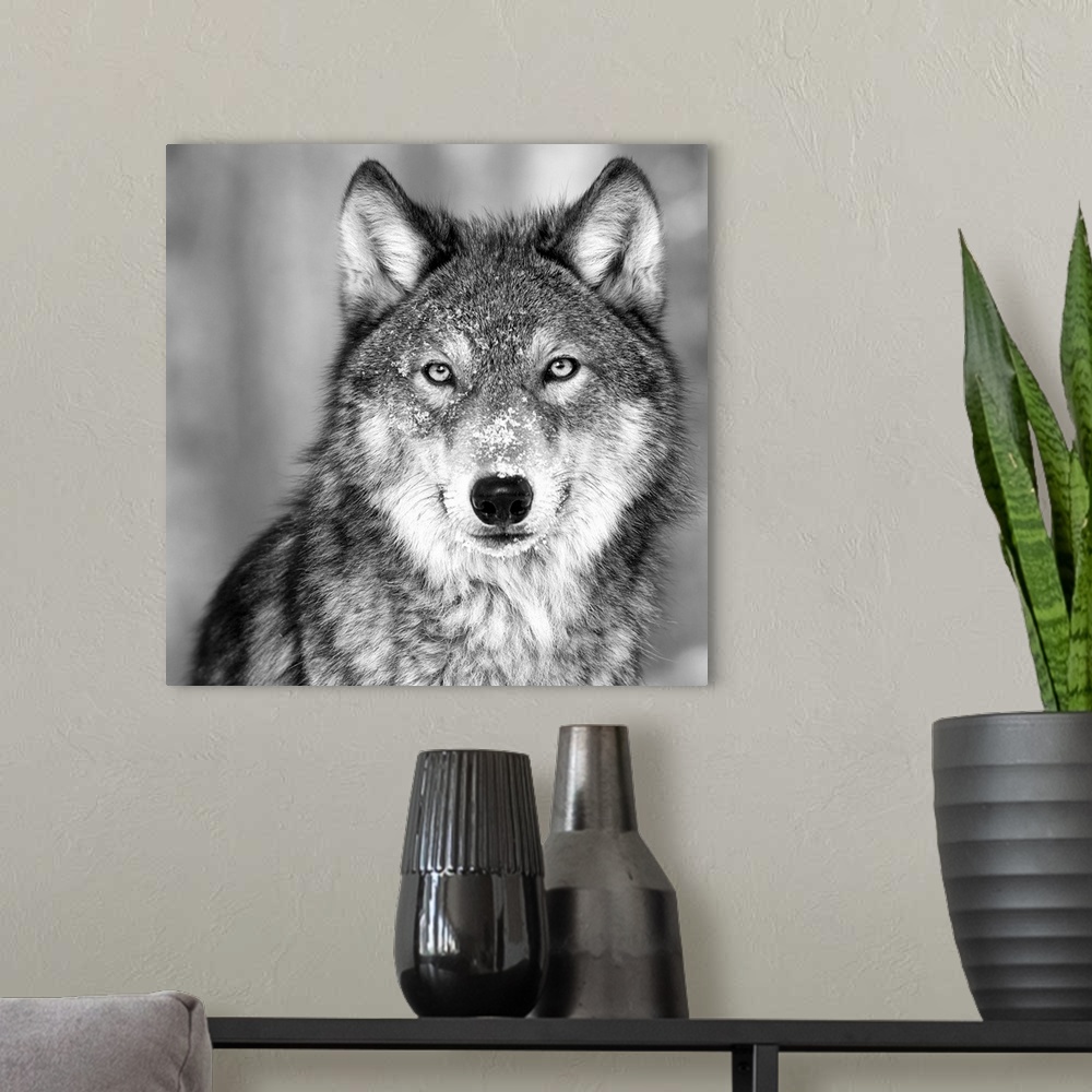 A modern room featuring Black and white square image of a wolve in the snow.