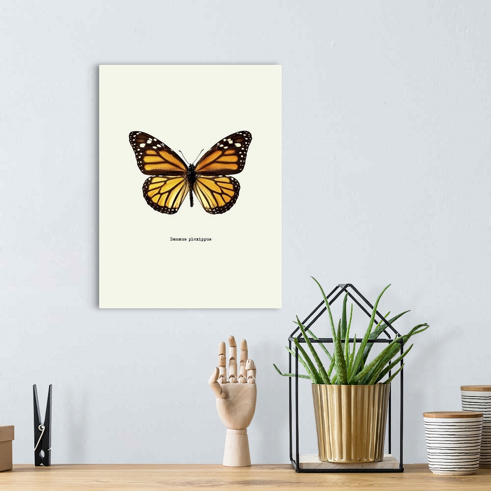 A bohemian room featuring Image of a yellow butterfly with the scientific name below it, Danaus Plexippus.