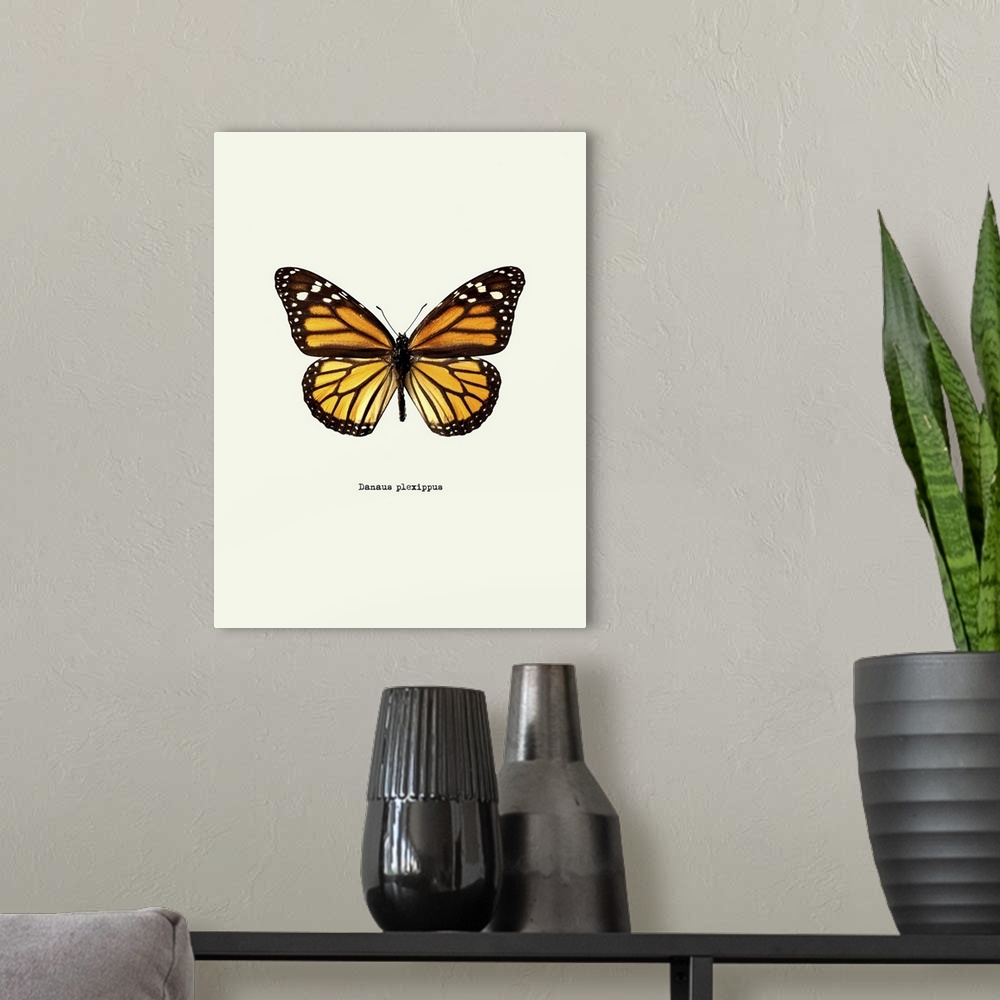 A modern room featuring Image of a yellow butterfly with the scientific name below it, Danaus Plexippus.