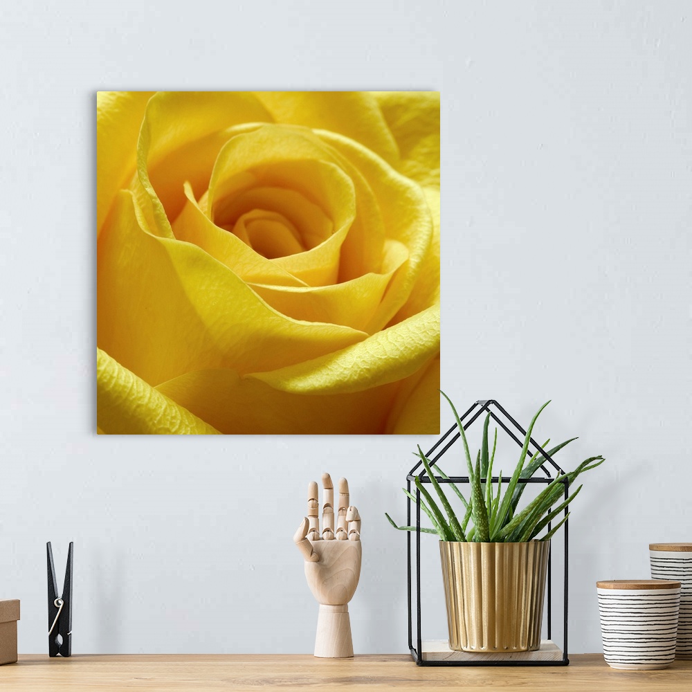 A bohemian room featuring Square close up photograph of a yellow rose.