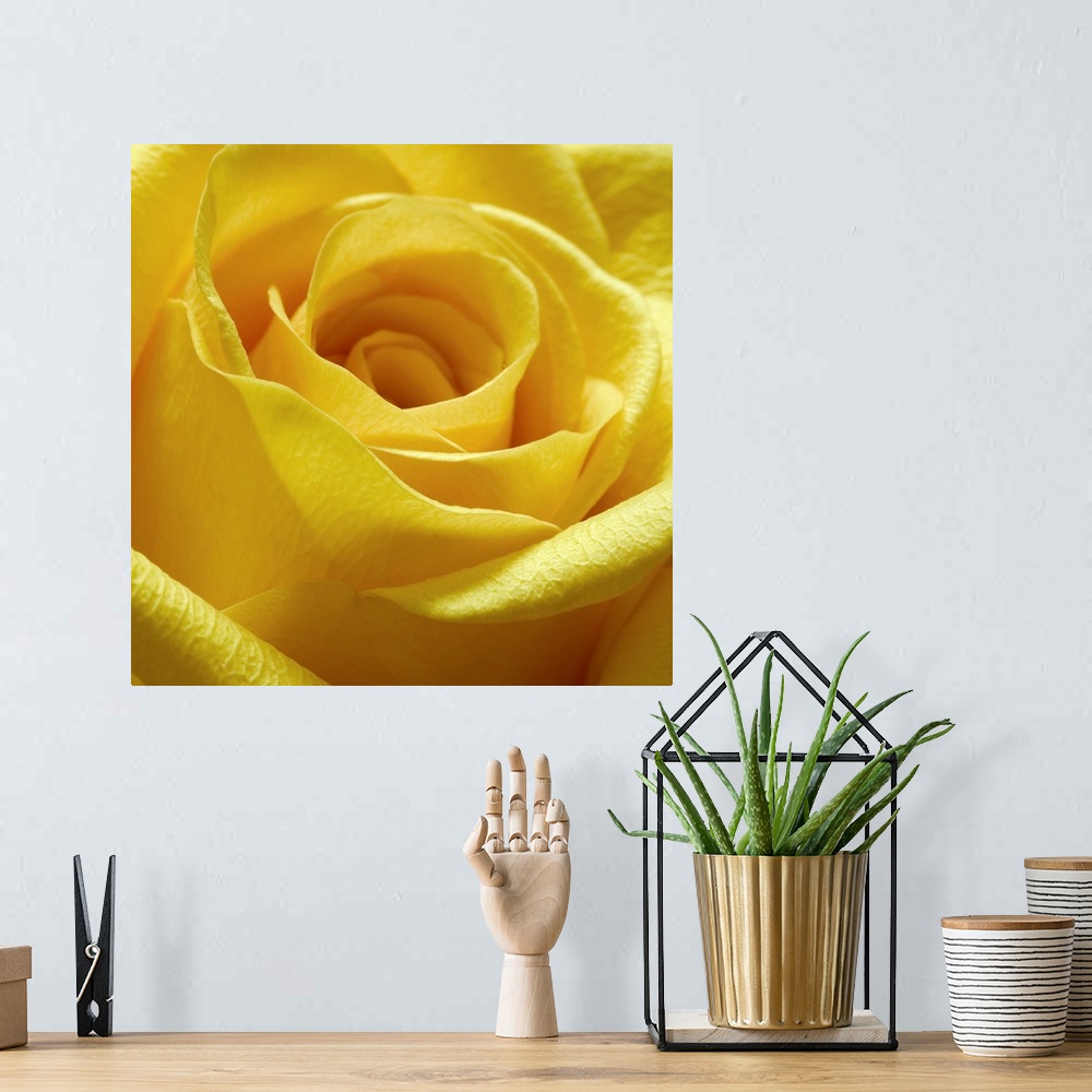 A bohemian room featuring Square close up photograph of a yellow rose.