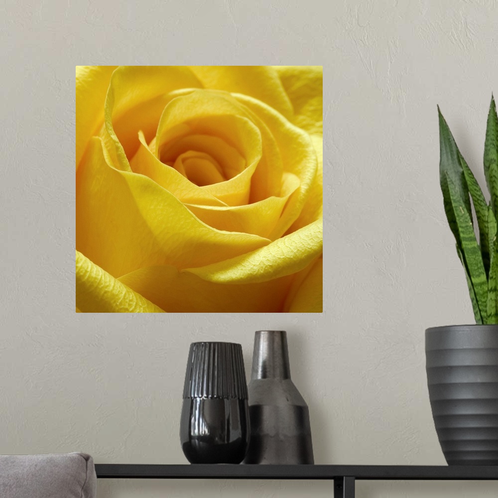 A modern room featuring Square close up photograph of a yellow rose.
