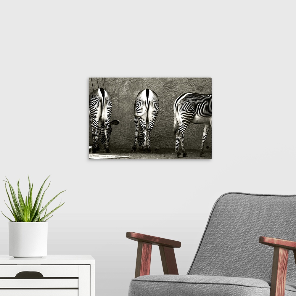A modern room featuring Black and white photograph of three zebras with hindquarters facing the camera, and their heads t...